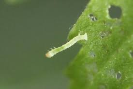 Attēlu rezultāti vaicājumam “Aethalura punctulata”