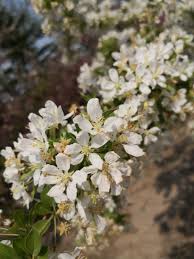 Attēlu rezultāti vaicājumam “Malus prunifolia”