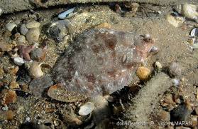 Image result for Microstomus kitt