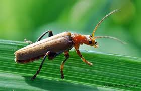 Attēlu rezultāti vaicājumam “Cantharis livida”