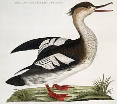 Attēlu rezultāti vaicājumam “Mergus serrator female”