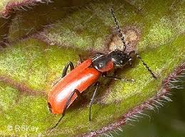 Attēlu rezultāti vaicājumam “Anthocomus rufus”