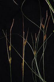 Attēlu rezultāti vaicājumam “Carex lasiocarpa leaf”