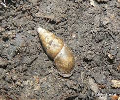 Attēlu rezultāti vaicājumam “Ena montana”