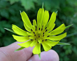 Attēlu rezultāti vaicājumam “Tragopogon heterospermus bud”