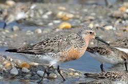 Attēlu rezultāti vaicājumam “Calidris canutus adult”