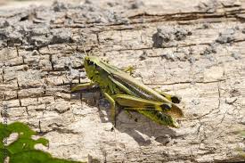 Attēlu rezultāti vaicājumam “Stethophyma grossum”