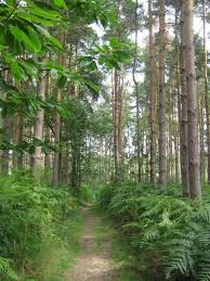 Image result for Pembury Cc