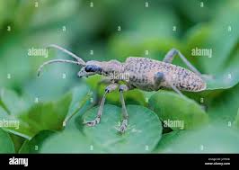 Attēlu rezultāti vaicājumam “Rhagium mordax”