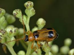 Attēlu rezultāti vaicājumam “Phyllobrotica quadrimaculata”