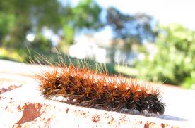 Attēlu rezultāti vaicājumam “Arctiidae”