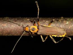 Attēlu rezultāti vaicājumam “Cantharidae”