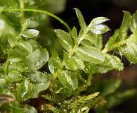 Attēlu rezultāti vaicājumam “Plagiomnium medium”