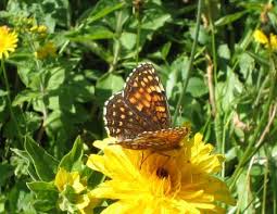 Attēlu rezultāti vaicājumam “Melitaea diamina underside”