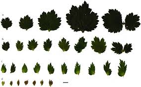 Attēlu rezultāti vaicājumam “Geum urbanum leaf”