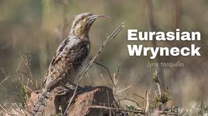 Image result for Jynx torquilla