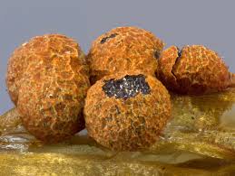 Attēlu rezultāti vaicājumam “Physarum rubiginosum”