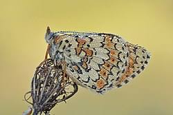 Attēlu rezultāti vaicājumam “Melitaea cinxia upperside”