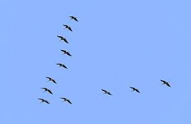 Attēlu rezultāti vaicājumam “Grus grus”