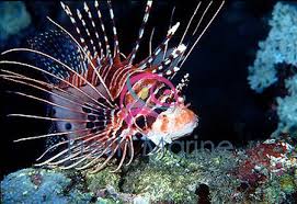 Image result for Pterois radiata