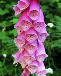 Image result for Digitalis purpurea