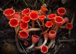 Attēlu rezultāti vaicājumam “Microstoma protracta”