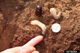 Attēlu rezultāti vaicājumam “Oryctes nasicornis larva”