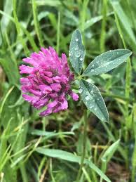 Attēlu rezultāti vaicājumam “Trifolium pratense flower”
