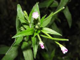 Attēlu rezultāti vaicājumam “Epilobium palustre”