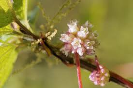 Attēlu rezultāti vaicājumam “Cuscuta europaea fruit”