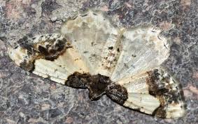 Attēlu rezultāti vaicājumam “Ligdia adustata”