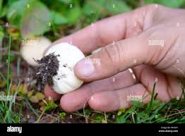 Attēlu rezultāti vaicājumam “Lycoperdon pyriforme young”