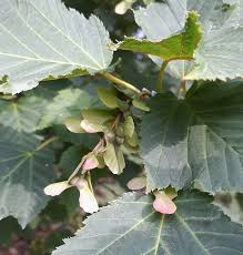 Attēlu rezultāti vaicājumam “Acer rufinerve fruit”