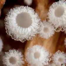 Attēlu rezultāti vaicājumam “Lachnum corticale”