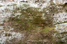 Attēlu rezultāti vaicājumam “Oxystegus tenuirostris”