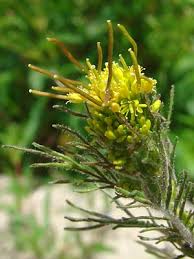 Attēlu rezultāti vaicājumam “Sisymbrium altissimum leaf”