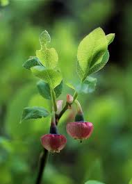 Attēlu rezultāti vaicājumam “Vaccinium myrtillus flower”