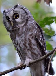 Image result for Aegolius funereus