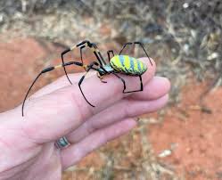 Image result for spider