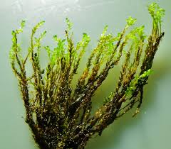 Attēlu rezultāti vaicājumam “Bryum neodamense”