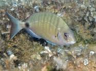 Image result for Diplodus cadenati