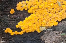 Attēlu rezultāti vaicājumam “Bisporella citrina”