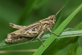 Attēlu rezultāti vaicājumam “Chortippus sp.”