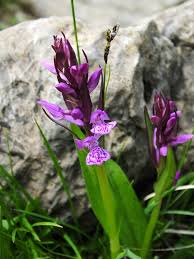 Attēlu rezultāti vaicājumam “Dactylorhiza traunsteineri”