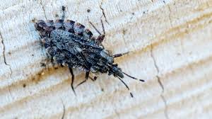 Attēlu rezultāti vaicājumam “Aradus betulae”