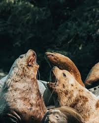 Image result for Eumetopias jubatus