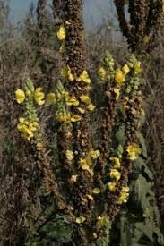 Attēlu rezultāti vaicājumam “Verbascum thapsus”