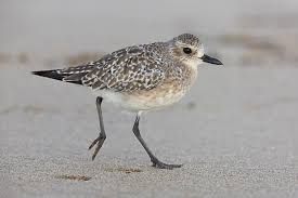 Attēlu rezultāti vaicājumam “Pluvialis squatarola adult”