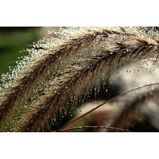 Attēlu rezultāti vaicājumam “Anthoxanthum odoratum fruit”