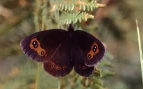 Attēlu rezultāti vaicājumam “Erebia aethiops upperside”